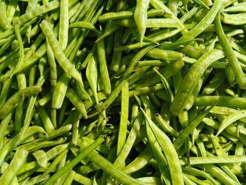 selective image of guar or cluster bean in dish also known in india as guwar, guar bean or cluster bean with the botanical name Cyamopsis tetragonoloba. Close up 