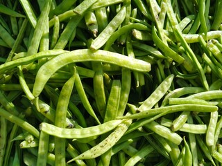 selective image of guar or cluster bean in dish also known in india as guwar, guar bean or cluster bean with the botanical name Cyamopsis tetragonoloba. Close up 