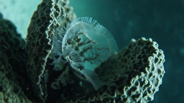 Giant barnacle slowly opening
