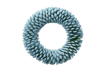 Obraz premium Blue pinecone wreath isolated on transparent background