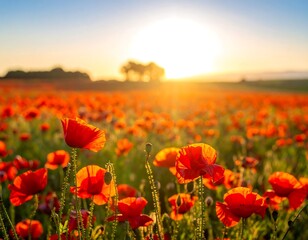 Vibrant poppy field at sunset