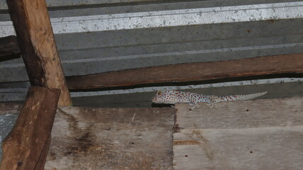 A young gecko crawls under the roof of the house