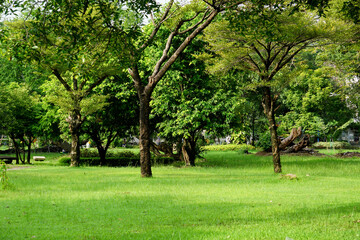 Fototapeta premium Fresh green lawns in the park. Blur nature bokeh green park trees in morning.