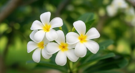 Delicate white plumeria flowers with yellow centers