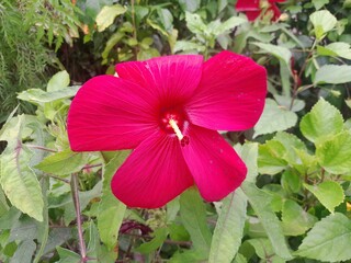 Hibiscus moscheutos flower in isolated green background. Texas Star Hibiscus pink blossom. 