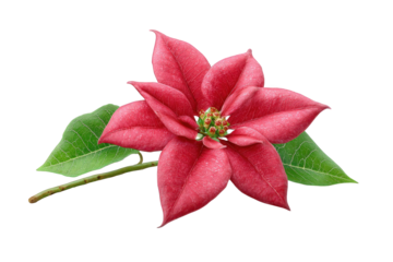 Red poinsettia flower isolated on transparent background
