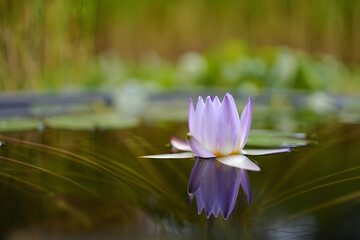 water lily in the water