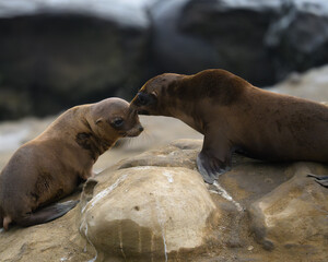 Fototapeta premium Sea Lions pups at La Jolla Cove in San Diego