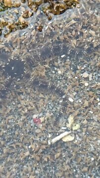 Close-up of a brittle star (Ophiuroidea) resting on the seabed in a clear tide pool, showcasing its long spiny arms and natural marine habitat.