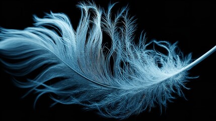 Obraz premium close up of soft blue feather isolated on black