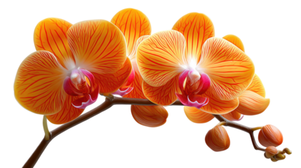 Orchid Serenity: A vibrant arrangement of delicate orange orchids, displaying their elegant petals and intricate details, evoking a sense of calmness and natural beauty.
