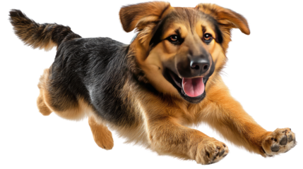 Dynamic Dog: A playful and energetic dog leaps through the air, a symbol of joy, exuberance, and companionship. Capturing the spirited essence of canine enthusiasm.