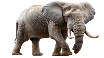 Majestic Elephant's Journey: A captivating portrayal of a singular African elephant, walking with purpose and grace, a symbol of the wild and the wonders of nature.