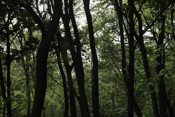 Fototapeta premium Green Trees
