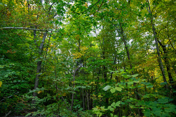 Fototapeta premium Forest trail through Gatineau Park, Quebec, Canada in autumn