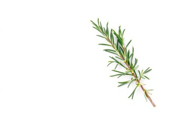 Fototapeta premium A sprig of rosemary with delicate leaves and subtle texture, isolated on pure white, botanical, texture