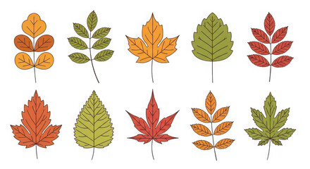 Collection of ten different autumn leaves in various colors, isolated on transparent background