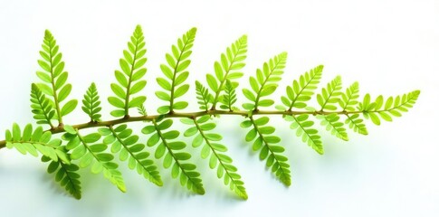 Dainty ferns unfolding from a central axis on white, branches, botanical, plant life