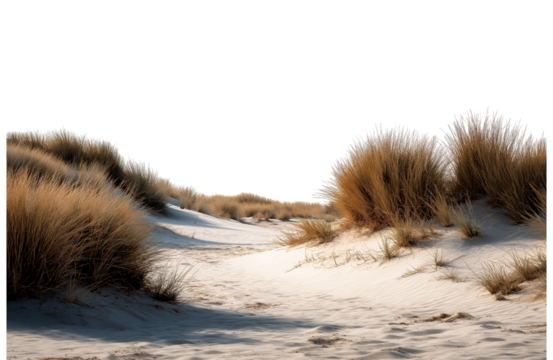 Sandy path through coastal dunes with dry grass, a natural landscape with shadows and light, isolated on transparent background