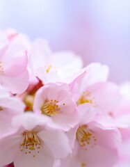 Pink cherry blossoms spring garden closeup (1)