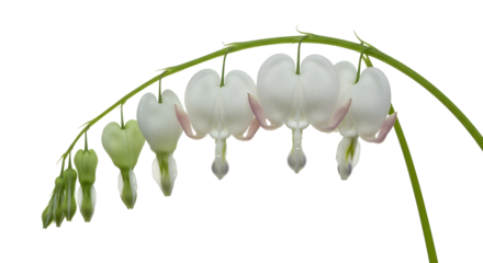 Bleeding Heart Flowers on Stem Isolated Against White Background | Close-Up Dicentra Spectabilis Floral Macro for Botanical Illustration and Nature Photography