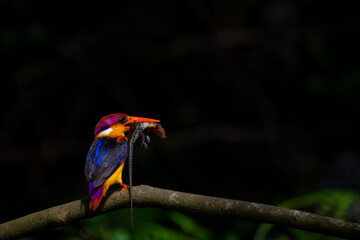 A riot of colours, Oriental Dwarf Kingfisher or ODKF birds are found in tropical, moist, dense forests