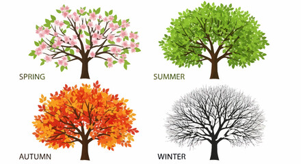 Illustration of a Tree Through The Four Seasons.