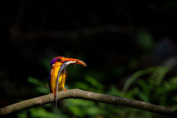 A riot of colours, Oriental Dwarf Kingfisher or ODKF birds are found in tropical, moist, dense forests