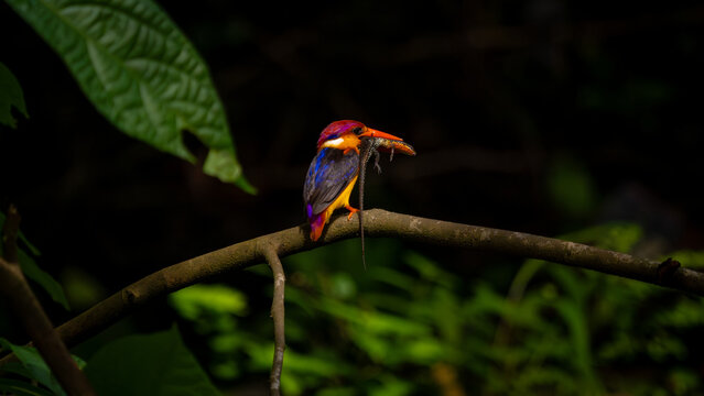 A riot of colours, Oriental Dwarf Kingfisher or ODKF birds are found in tropical, moist, dense forests