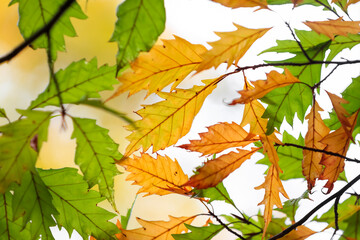 Close up shot of colorful Oak tree leaves in autumn time against white sky..