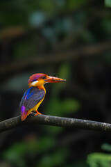 A riot of colours, Oriental Dwarf Kingfisher or ODKF birds are found in tropical, moist, dense forests