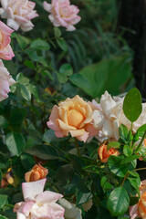 Soft White Roses on a Black Fence