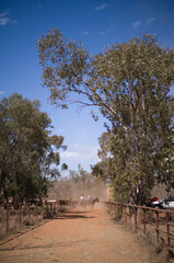 cattle herding into yards