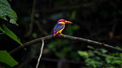 A riot of colours, Oriental Dwarf Kingfisher or ODKF birds are found in tropical, moist, dense forests
