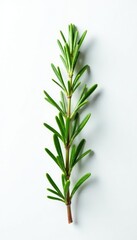 Fototapeta premium A delicate sprig of rosemary isolated against a bright white surface, herb, green, botany