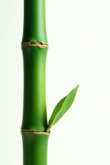 Fototapeta premium A single piece of bamboo stem with ridged texture isolated on white, bamboo, bamboo