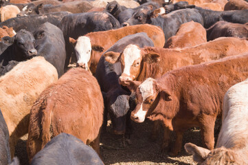 Young Cattle in a yard