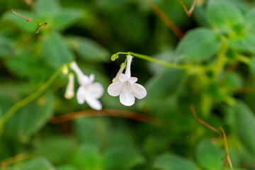 Close-up of a white Streptocarpus saxorum (Cape Primrose) flower.