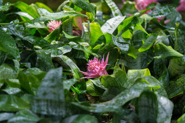 Close-up of a purple blooming Aechmea fasciata (Urn Plant) flower.