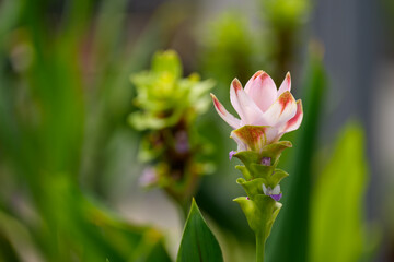 Close-up photo of a pink Curcuma (Siam Tulip) flower in bloom