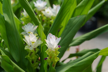Close-up photo of a white Curcuma (Siam Tulip) flower in bloom