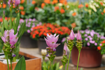 Close-up photo of a pink Curcuma (Siam Tulip) flower in bloom