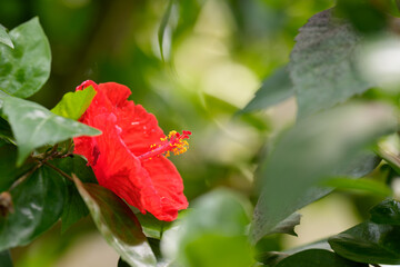 Close-up of a red Hawaiian Hibiscus (Hibiscus rosa-sinensis) flower in bloom.