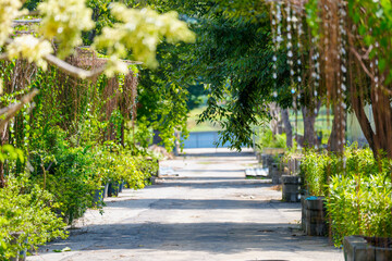 Early summer garden scene with green trees and grass growing