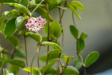 Close-up photo of a wax flower (porcelain flower) in full bloom in pink.