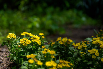 Close-up of yellow Indian chrysanthemum (Indian Dendranthema) flowers blooming in late summer.