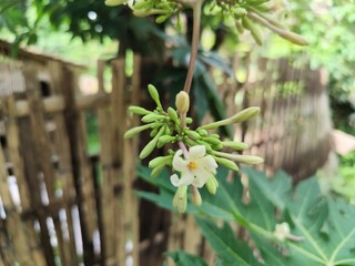 Close-up of a male papaya flower (Carica papaya L.)