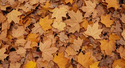 Autumn leaves on forest floor
