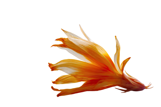 Close-up of a vibrant orange and white fish tail, detailed and feathery, with a black background.  The tail fin displays intricate, flowing lines and a gradient of color