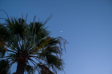 Palm tree and behind it the sky with the moon